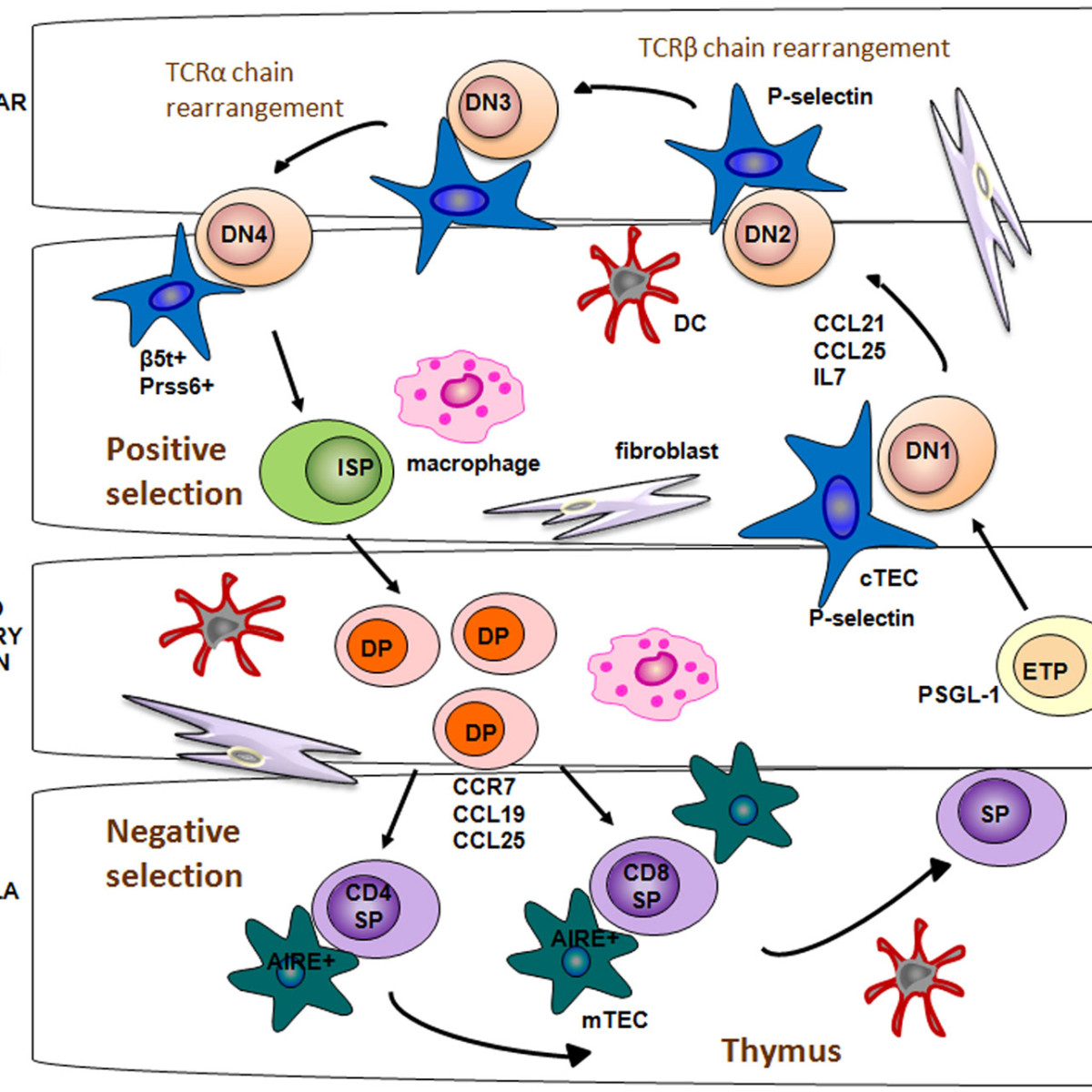 T Cell Development Jason And Jarvis Associates LLC