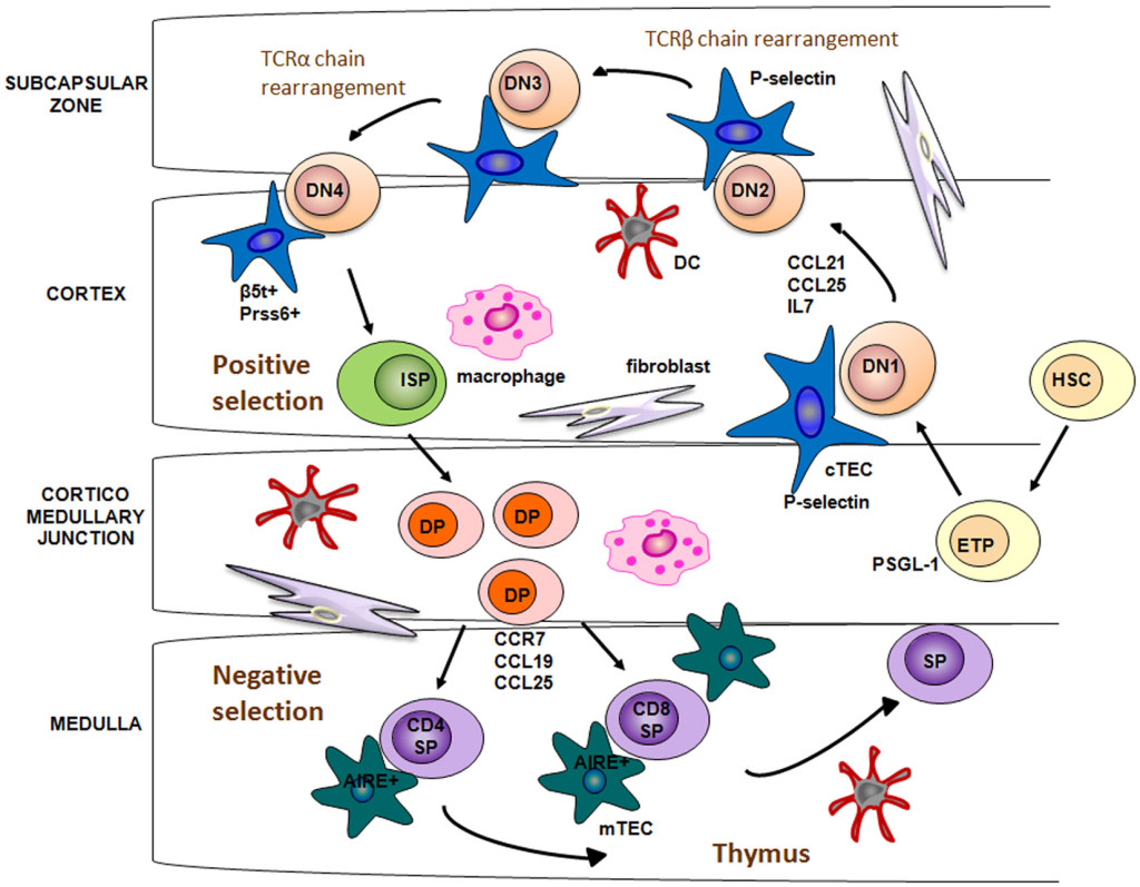 In vitro cultivation of nonlymphoid thymic cells: morphological and ...